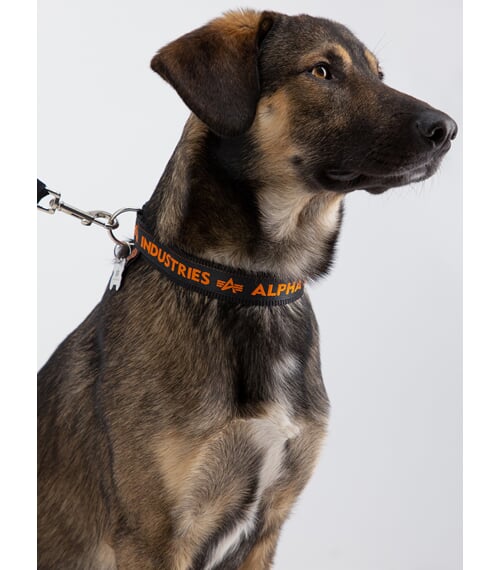 Obojek ALPHA AI Dog-Tag Collar